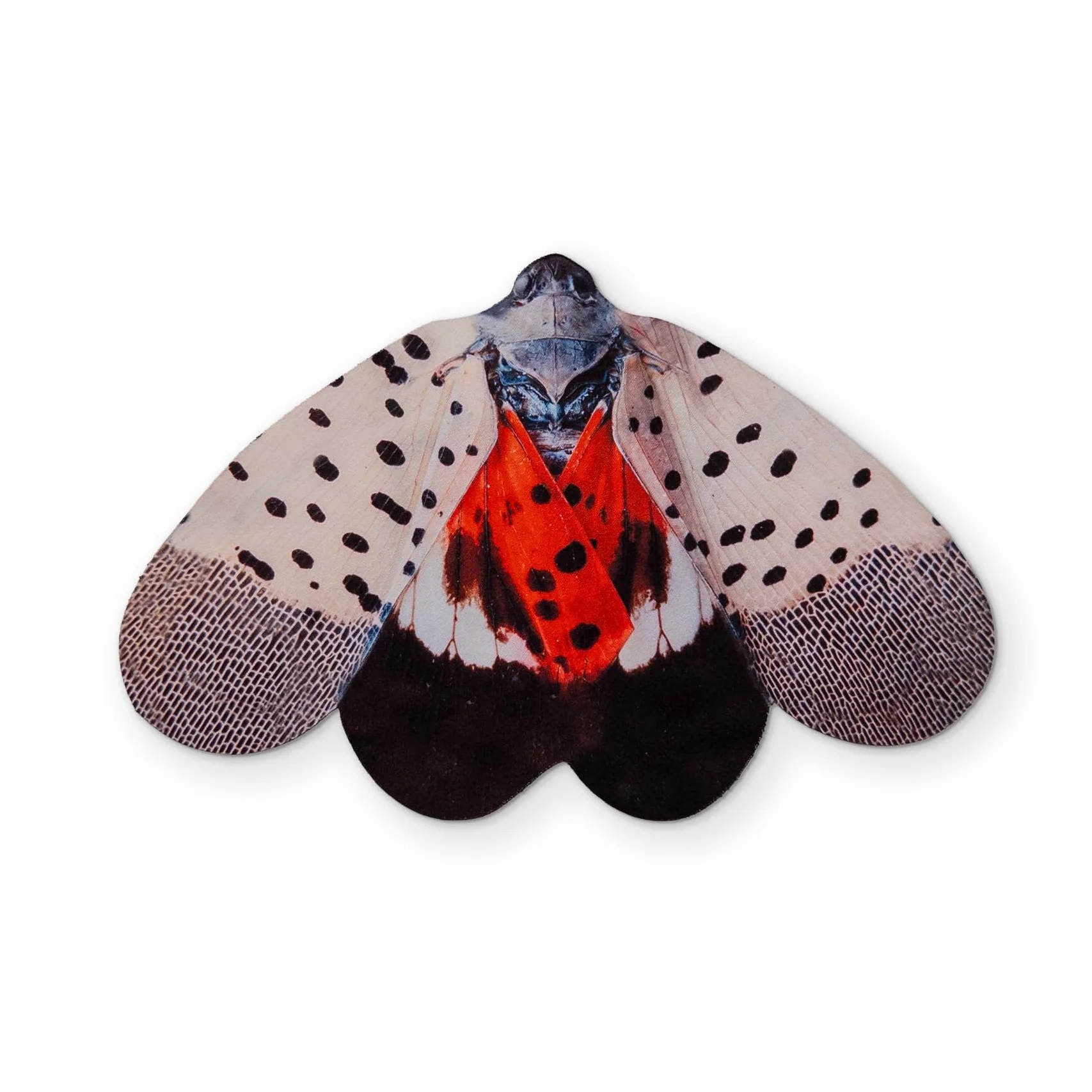 A SPOTTED LANTERNFLY YOU CAN CLEAN YOUR GLASSES WITH