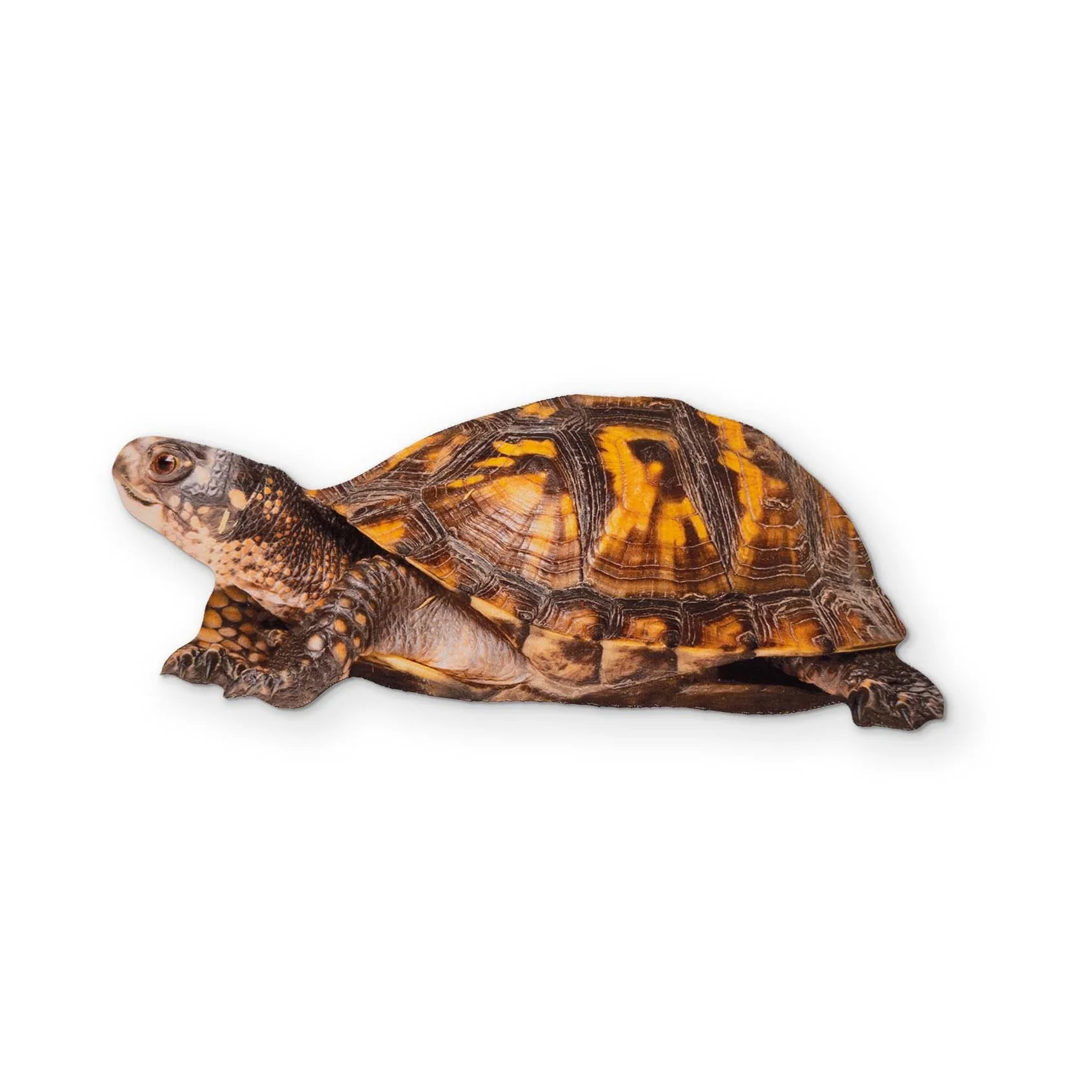 A BOX TURTLE YOU CAN CLEAN YOUR GLASSES WITH