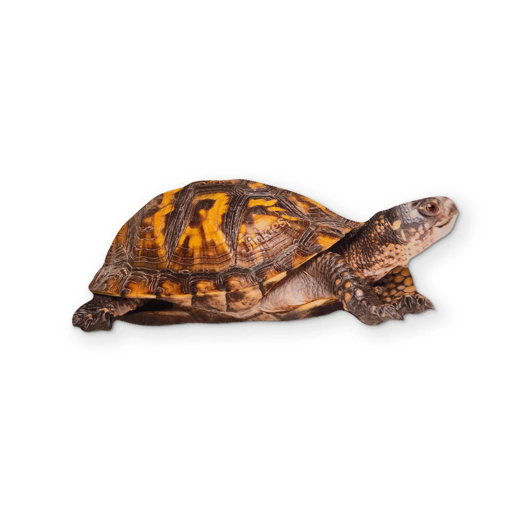 A BOX TURTLE YOU CAN CLEAN YOUR GLASSES WITH - Image 2